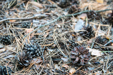 Pine cones, twigs and needles on ground. Woodland ecosystem. Thicket ground covered with autumn needles in softfocus.