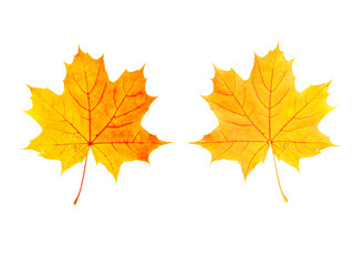 ein Ahornblatt (Vorderseite und Rückseite) vor weißem Hintergrund