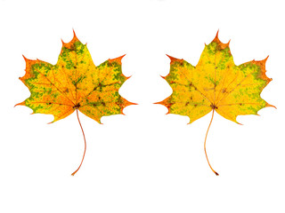 ein Ahornblatt (Vorderseite und Rückseite) vor weißem Hintergrund