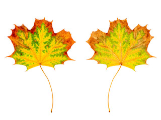 ein Ahornblatt (Vorderseite und Rückseite) vor weißem Hintergrund