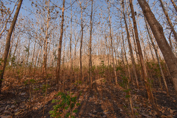 Teak Plant forest emage woods asia indonesia