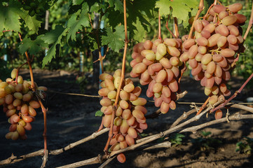 vine, ripe juicy grapes. bright colors of summer and autumn