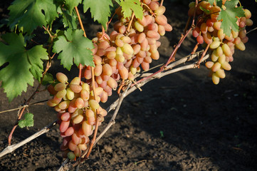 vine, ripe juicy grapes. bright colors of summer and autumn