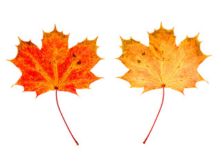 ein Ahornblatt (Vorderseite und Rückseite) vor weißem Hintergrund