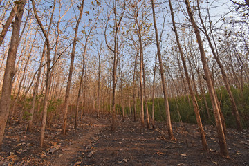Teak Plant forest emage woods asia indonesia