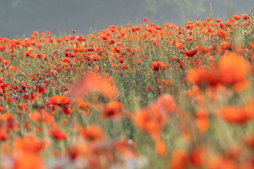Fototapeta na wymiar Wild red opium poppy on meadow, Papaver somniferum, detail