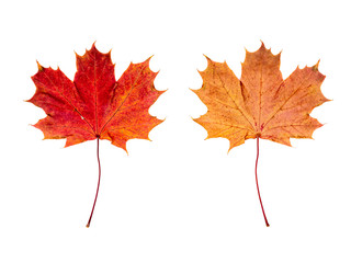 ein Ahornblatt (Vorderseite und Rückseite) vor weißem Hintergrund