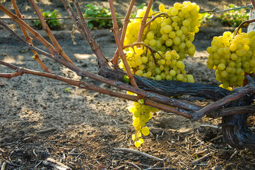 vine, ripe juicy grapes. bright colors of summer and autumn