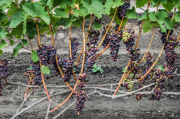 vine, ripe juicy grapes. bright colors of summer and autumn