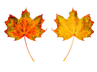 ein Ahornblatt (Vorderseite und Rückseite) vor weißem Hintergrund