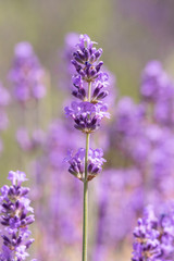 Lavender on lavenders field in bloom