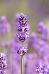 Lavender on lavenders field in bloom