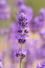 Lavender on lavenders field in bloom