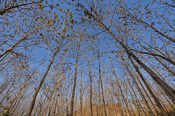 Teak Plant forest emage woods asia indonesia