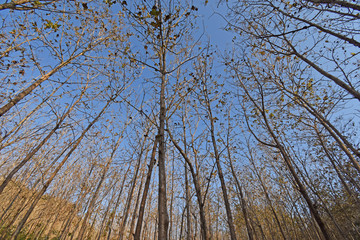 Teak Plant forest emage woods asia indonesia
