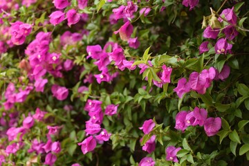 Pink bougainvillea flowers garden closeup