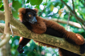 Brown lemur hanging on the tree
