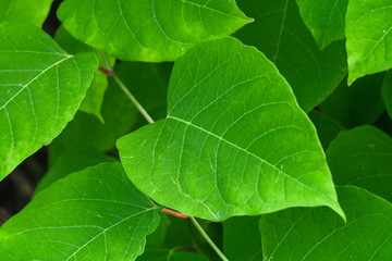 green leaf close-up, abstract flora texture