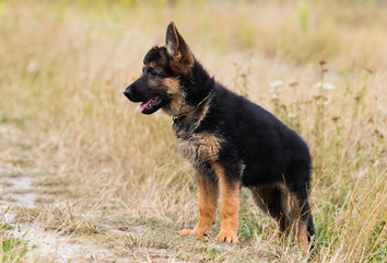 shepherd puppy on the grass in summer