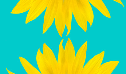 Fototapeta na wymiar Isolated yellow sunflower petals on the cyan blue background