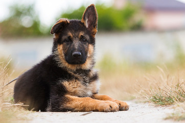 shepherd puppy on the grass in summer