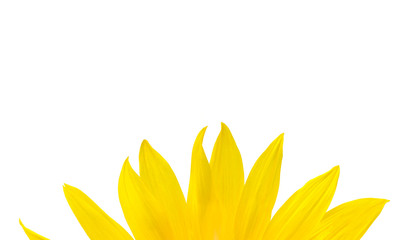 Isolated yellow sunflower petals on the white background