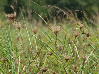 Grasshopper attached to Stem of Transformed Bllom into Seed Pod