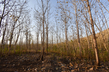 Teak Plant forest emage woods asia indonesia