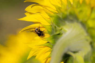 cute shaggy bumblebee sits on a sunflower on a bright sunny summer day, positive image