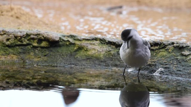 HD video semipalmated Sandpiper bathing in shallow pond. 