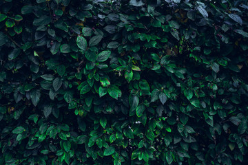 Fototapeta na wymiar dark green leaves, abstract flora texture