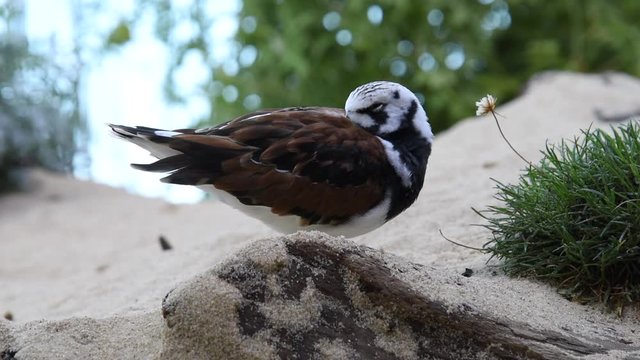 HD video of one One Ruddy Turnstone on a sandy beach with  shrubbery around it trying to sleep. Bill tucked into it's feathers. 