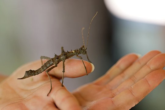 Phasme main - insecte camouflage