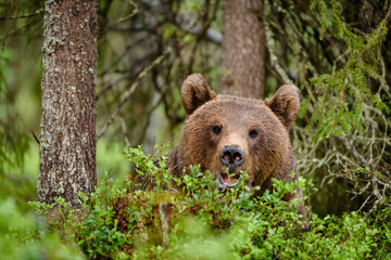 Obraz na płótnie Canvas Brown bear (Ursus arctos) in forest