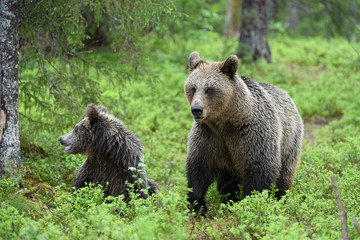 Brown bear (Ursus arctos) in forest