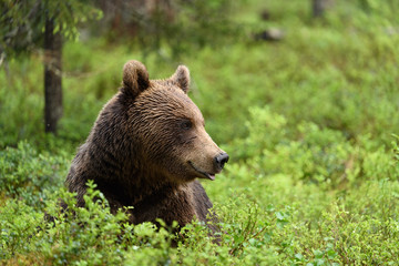 Brown bear (Ursus arctos) in forest