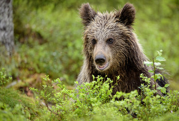 Brown bear cub (Ursus arctos) in forest in Finland © STUEDAL