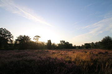 Fototapeta na wymiar Blühende Heidelandschaft in der Morgensonne