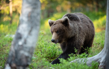 Fototapeta premium European brown bear (Ursus arctos) in forest