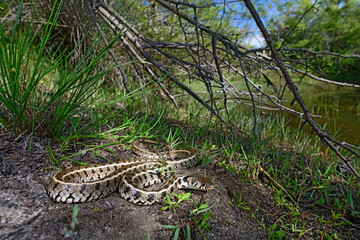 Balkan-Ringelnatter (Natrix natrix persa), Griechenland - Grass snake in Greece