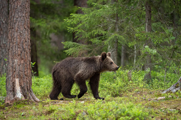 Obraz na płótnie Canvas European brown bear (Ursus arctos) in forest