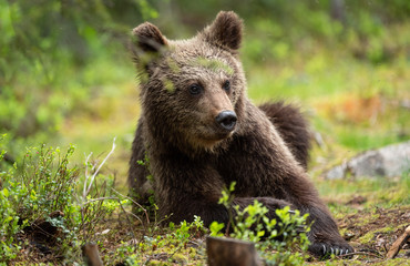 Obraz na płótnie Canvas European brown bear cub (Ursus arctos) in forest in Finland