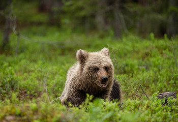 European brown bear cub (Ursus arctos) in forest in Finland © STUEDAL