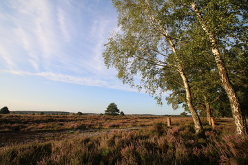 Obraz premium Blühende Heidelandschaft in der Morgensonne
