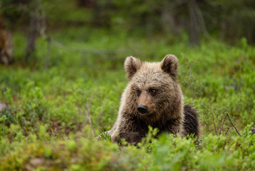 European brown bear cub (Ursus arctos) in forest in Finland