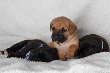 Three Puppies Two Sleeping One Sitting Wearing Bow Ties Lab Mix Puppy Cute White Blanket Black Brown