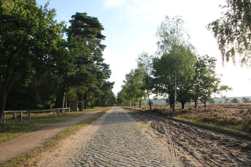 Blühende Heidelandschaft in der Morgensonne