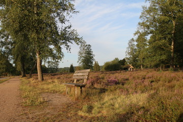Bank in der Morgensonne in der L&uuml;neburger Heide
