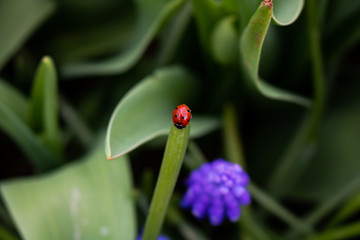 ladybug on the grass