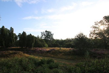 Bl&uuml;hende Heidelandschaft in der Morgensonne
